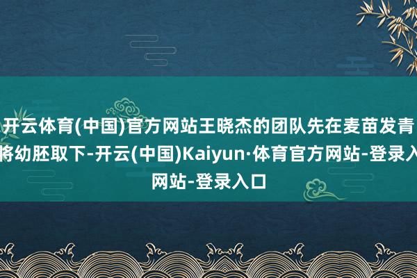 开云体育(中国)官方网站王晓杰的团队先在麦苗发青时将幼胚取下-开云(中国)Kaiyun·体育官方网站-登录入口